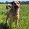 🐾 Samson  charmanter Familienhund