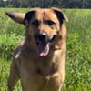 🐾 Samson  charmanter Familienhund