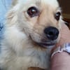 Devi sucht liebevolles Zuhause