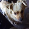Devi sucht liebevolles Zuhause