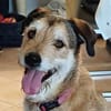 Charlie sucht seinen Menschen