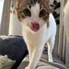 Biscuit, freundliche Schmusekatze, 10 M.