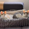 Biscuit, freundliche Schmusekatze, 10 M.