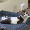 Biscuit, freundliche Schmusekatze, 10 M.