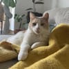 Quinn sucht liebevolle Dosenöffner