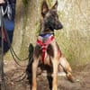 Faro sucht aktives Zuhause