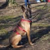 Faro sucht aktives Zuhause