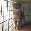 Tara, sanfte Tigerlady, ca. 1J 85591