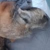 Mausi wartet auf ihren Menschen