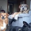 Mausi wartet auf ihren Menschen