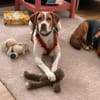 Inka1 sucht ein Zuhause