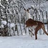 Caramelo3 sucht ein Zuhause