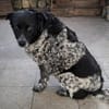 Wundervolle Hundedame Layla