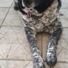 Wundervolle Hundedame Layla