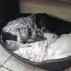 Wundervolle Hundedame Layla