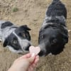 Wundervolle Hundedame Layla