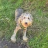 Lagotto Ramagnole Mix Luise