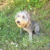 Lagotto Ramagnole Mix Luise