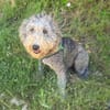 Lagotto Ramagnole Mix Luise