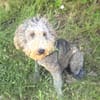 Lagotto Ramagnole Mix Luise