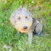Lagotto Ramagnole Mix Luise