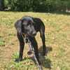 BALOU