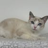 Basile (En cours d'adoption)