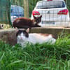 SURICAT C