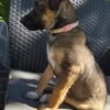 SILEA, CHIOT FEMELLE BERGER CRÉOLE