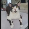 ZORRO