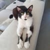 ZORRO