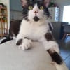 ZORRO