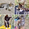 Nouky, Timo, Idaline, Nephtys