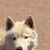ARES
