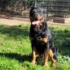 Ares