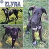 ELYRA -temperamentvoller Wirbelwind-