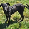 ELYRA -temperamentvoller Wirbelwind-