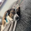 🐾 Kleines Herz sucht großes Glück: Darf