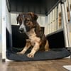 🐾 Kleines Herz sucht großes Glück: Darf