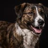 🐾 Kleines Herz sucht großes Glück: Darf