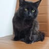 Mitzu  Freundliches  Lackfellchen