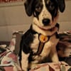 Tash sucht ein freies Körbchen