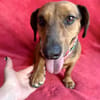 Duke-Kleiner Kuscheljunge auf der Suche