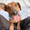 Duke-Kleiner Kuscheljunge auf der Suche