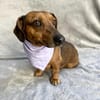 Duke-Kleiner Kuscheljunge auf der Suche