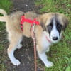 VIOLETT -rundum tolles Hundekind-