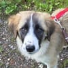 VIOLETT -rundum tolles Hundekind-