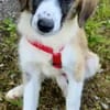 VIOLETT -rundum tolles Hundekind-