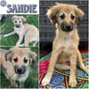 SANDIE -rundum tolles Hundekind-