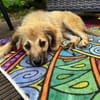 SANDIE -rundum tolles Hundekind-